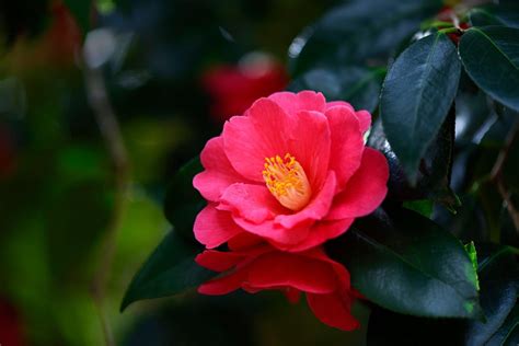 The Intriguing History of Camellia Magic: From Ancient Rituals to Modern Practices